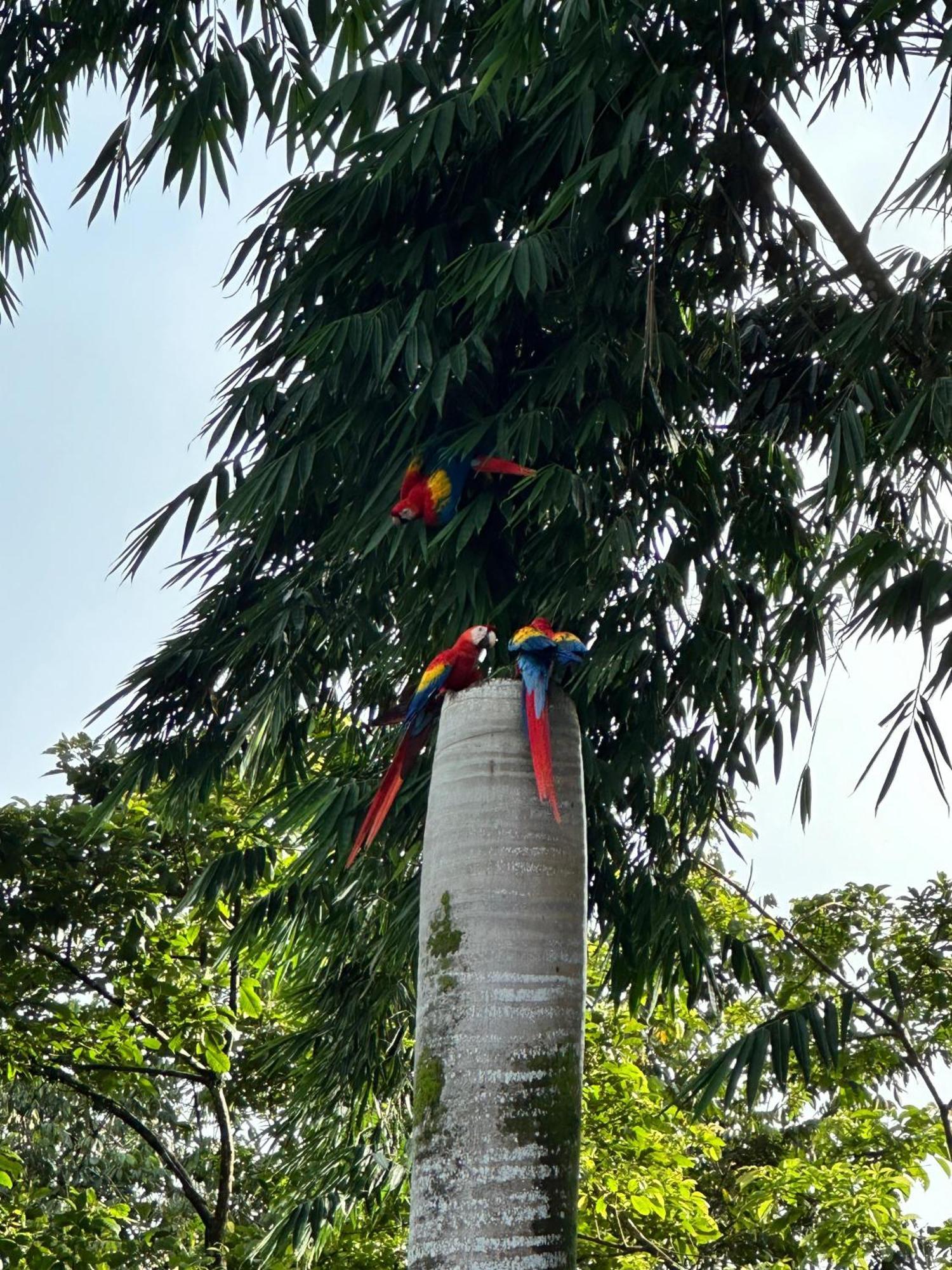 Hospedaje Colibri Manuel Antonio Exterior foto
